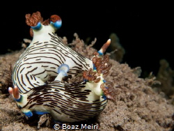 Nudibranch mating by Boaz Meiri 